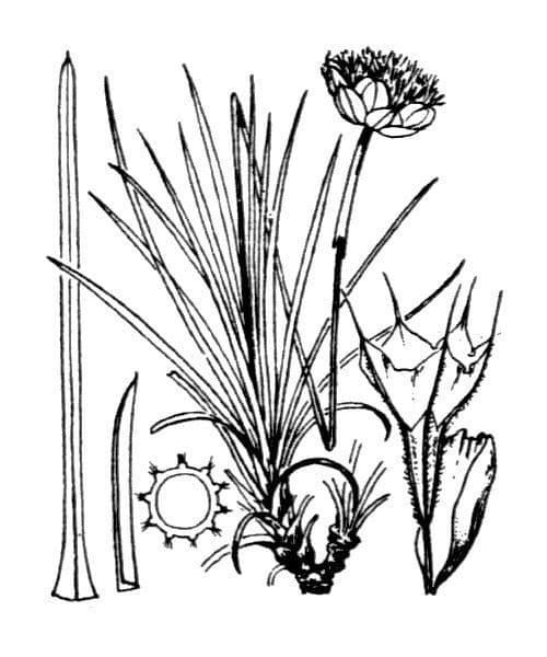 Armeria ruscinonensis 18