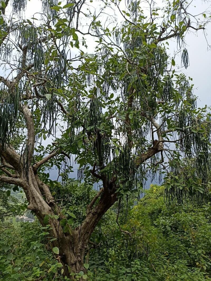 Wrightia 9