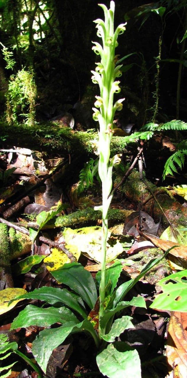 Sarcoglottis 4