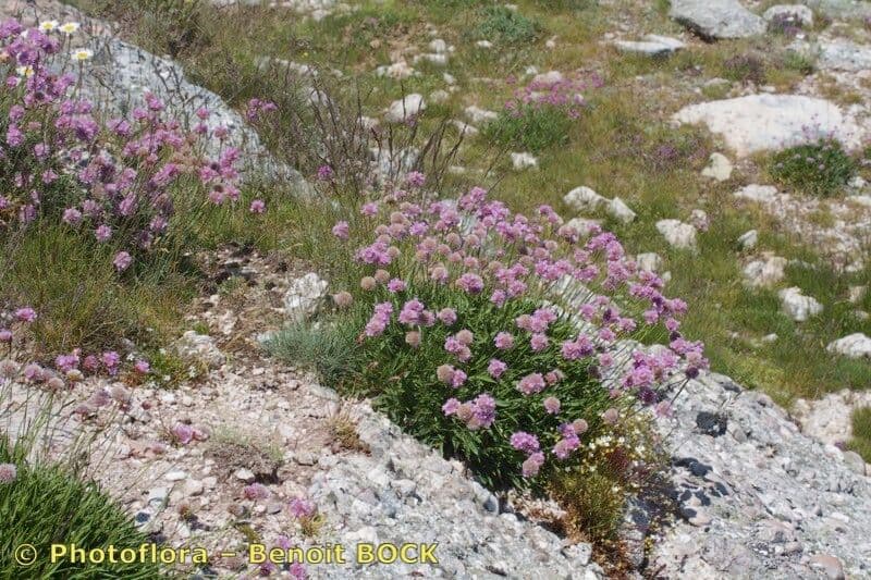 Armeria 7