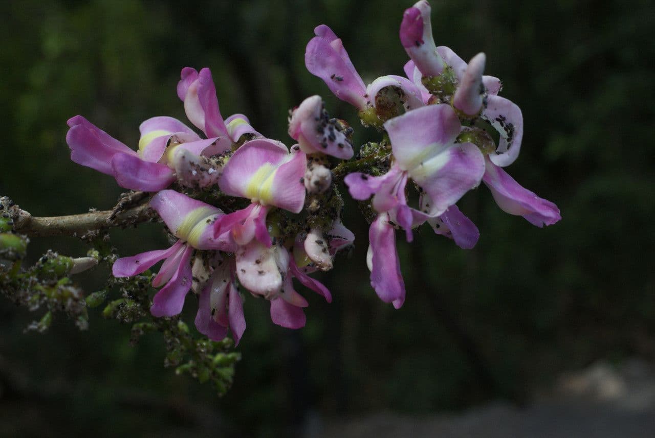 Lonchocarpus 8