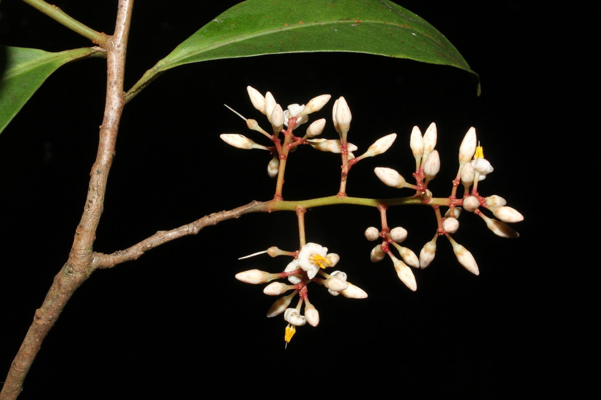 Ardisia 6