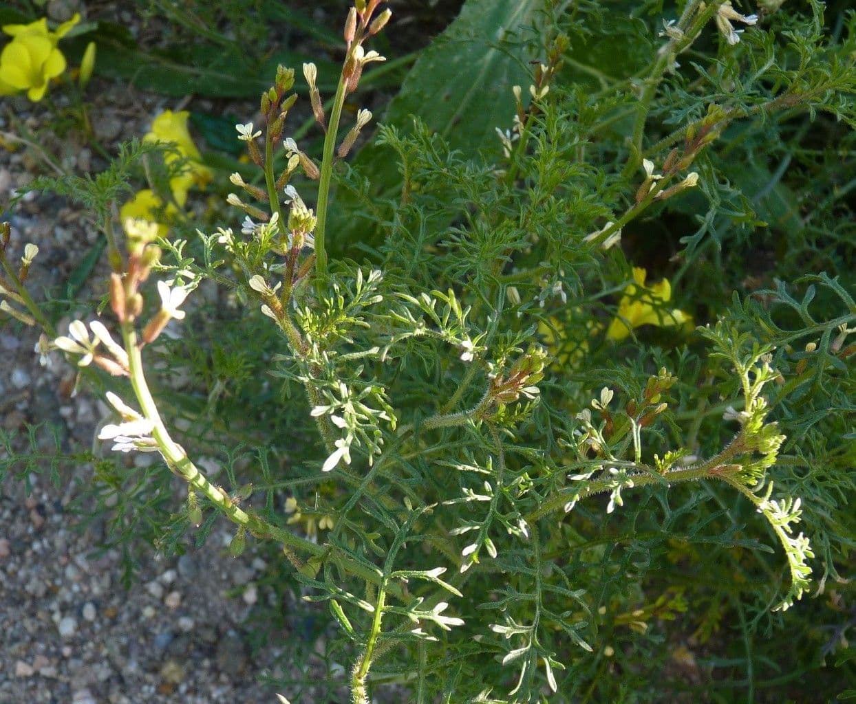 Löffelkohl 27