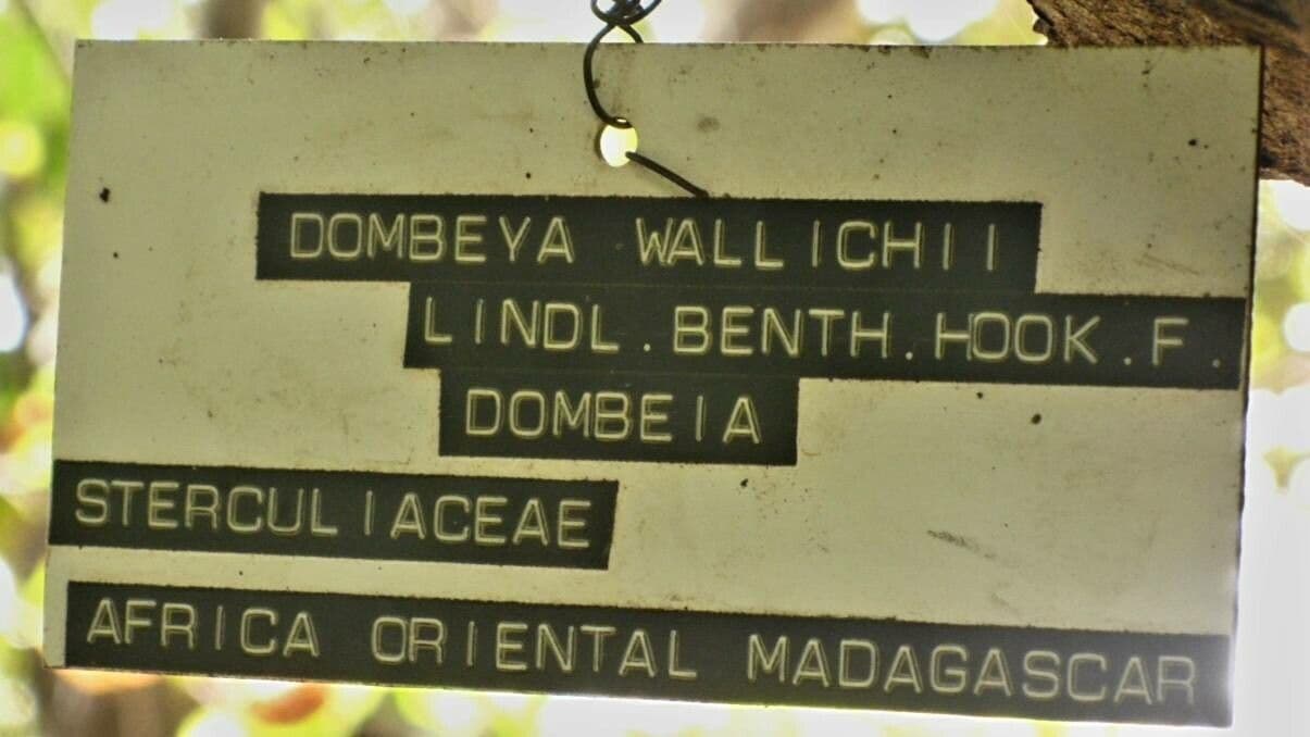 Dombeya 26