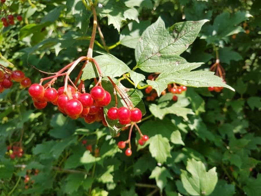 Kalina obecná 5