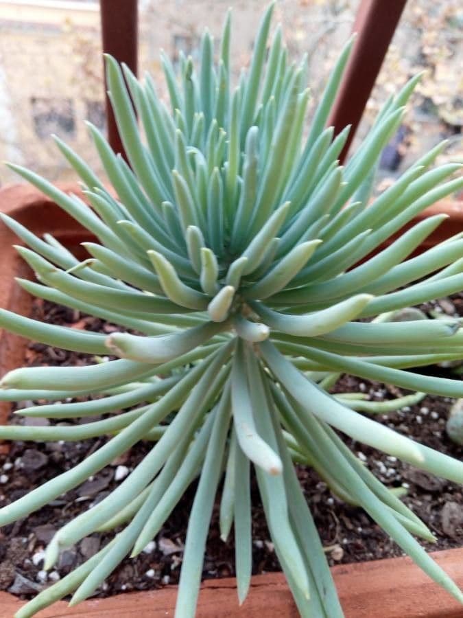 Dudleya 15