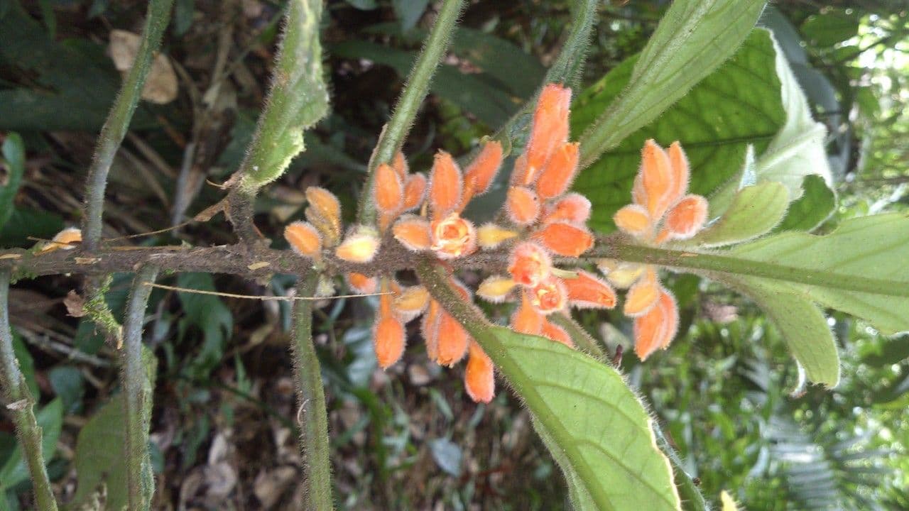 Besleria 8