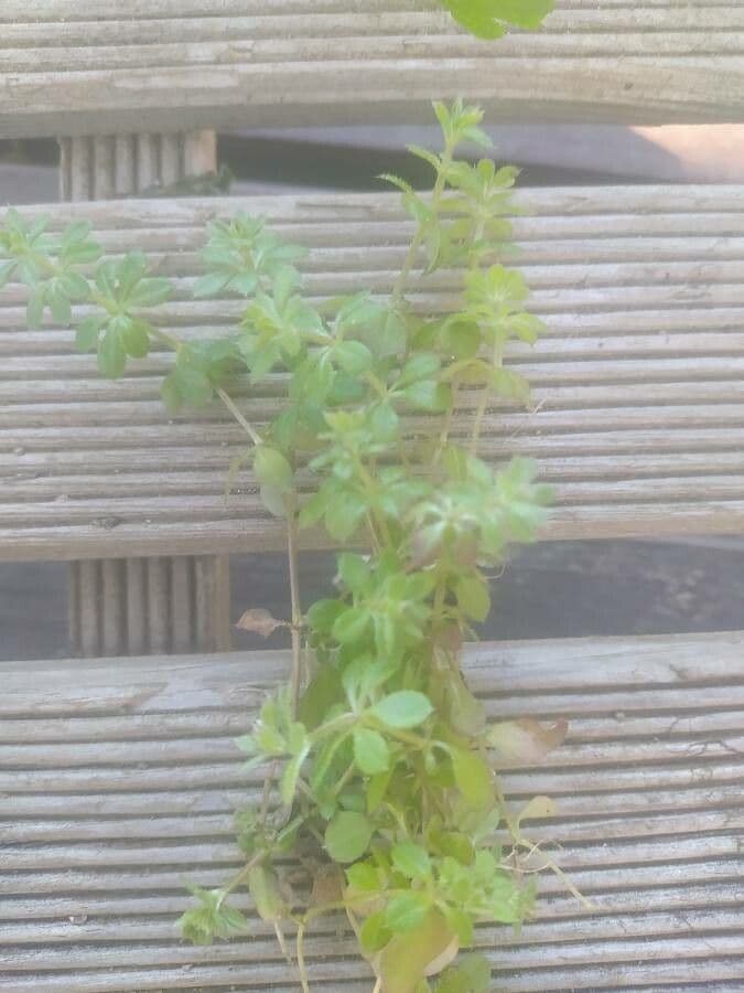 Galium murale 16