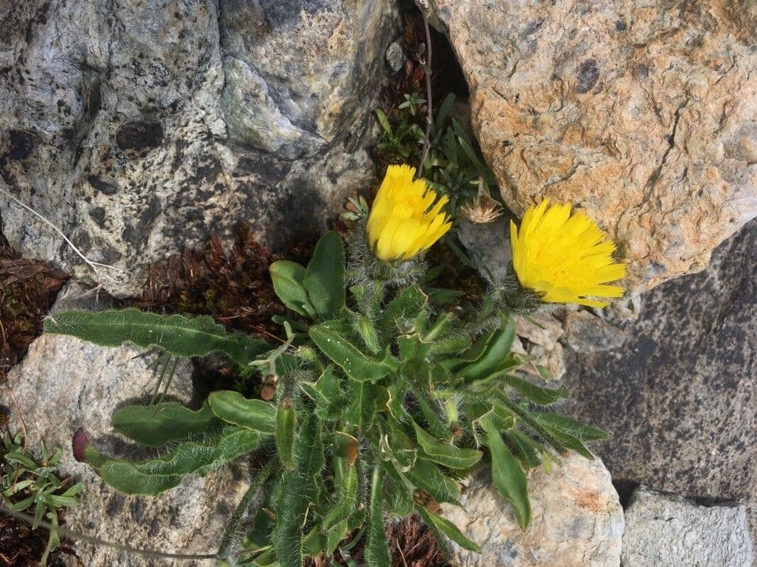 Alpen-Habichtskraut 10
