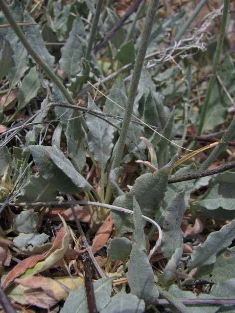 Eriogonum elongatum 10