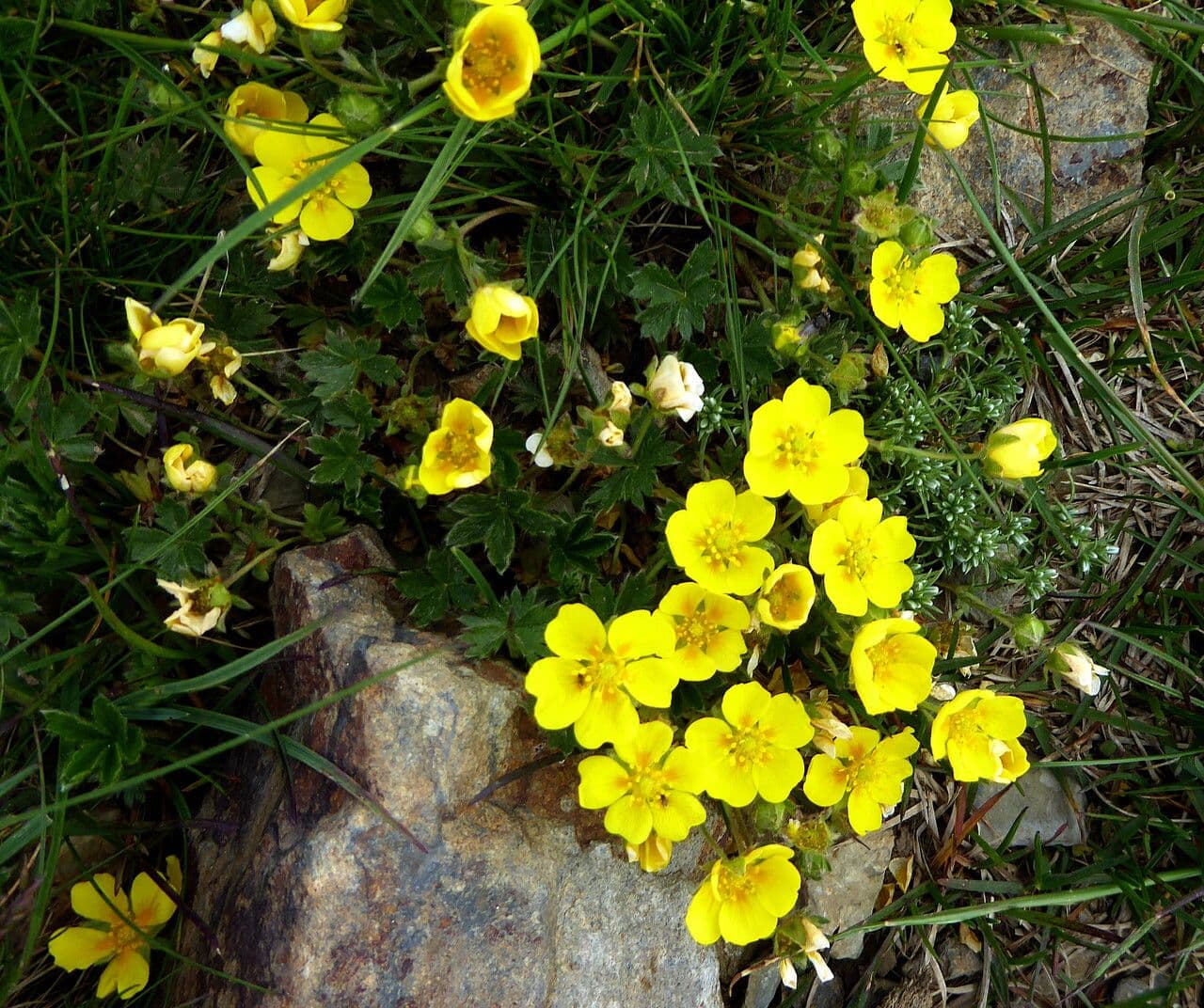 Potentilla pyrenaica 18
