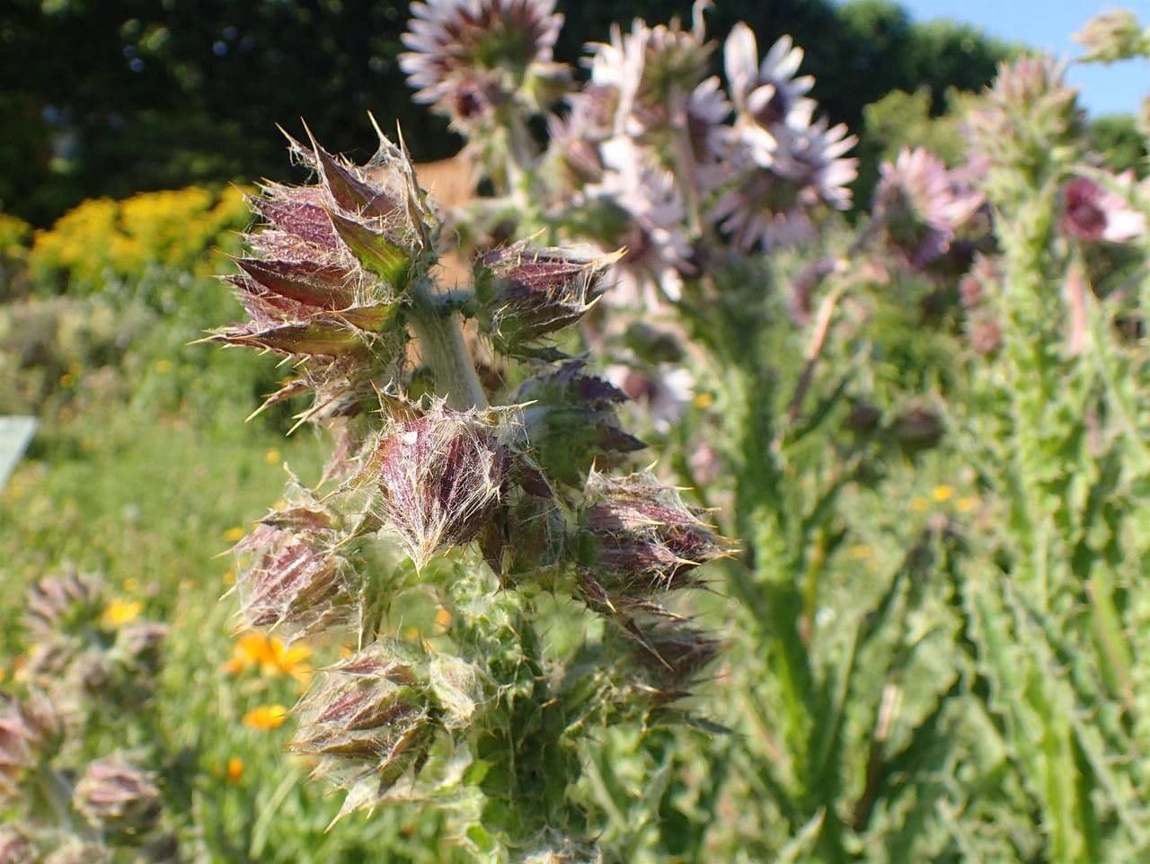 Berkheya purpurea 7
