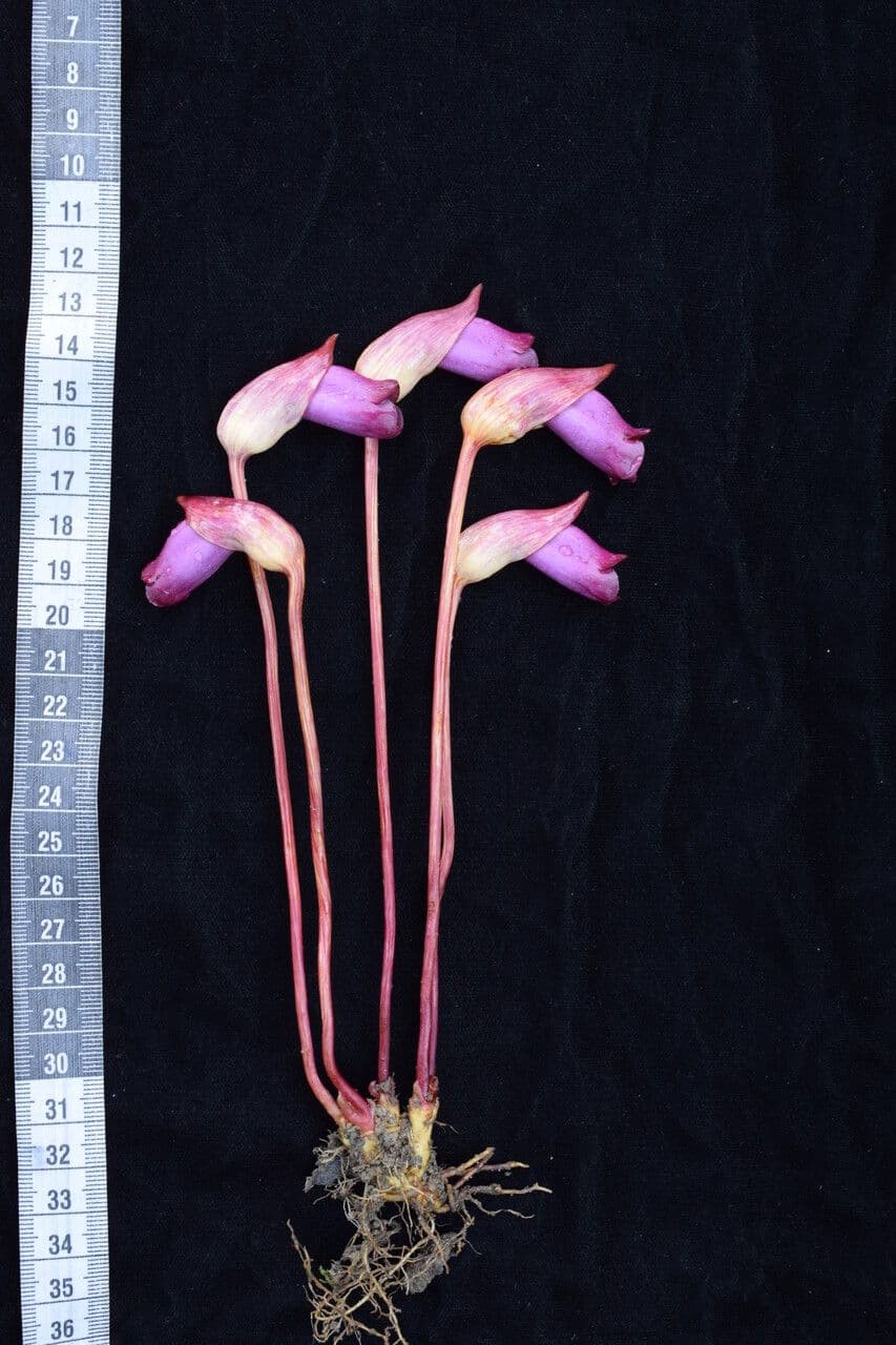 Aeginetia indická 6