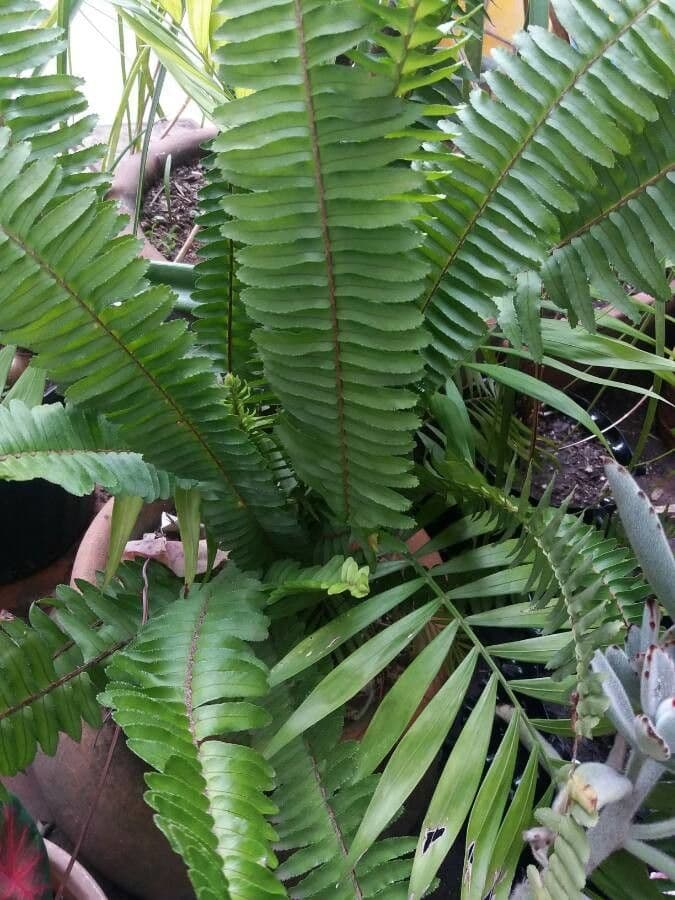 Nephrolepis cordifolia 8
