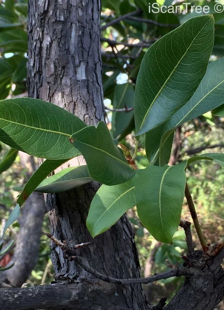 Ochna pulchra 11