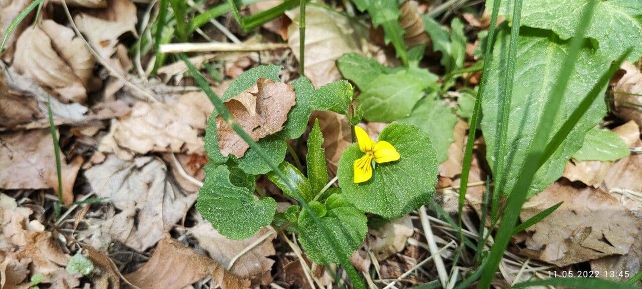 Viola biflora 15