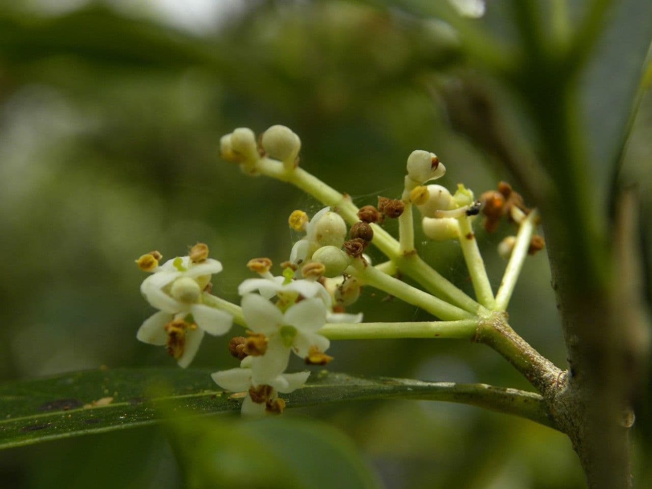 Schmalblättrige Olive 3