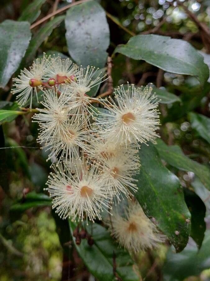 Syzygium 7