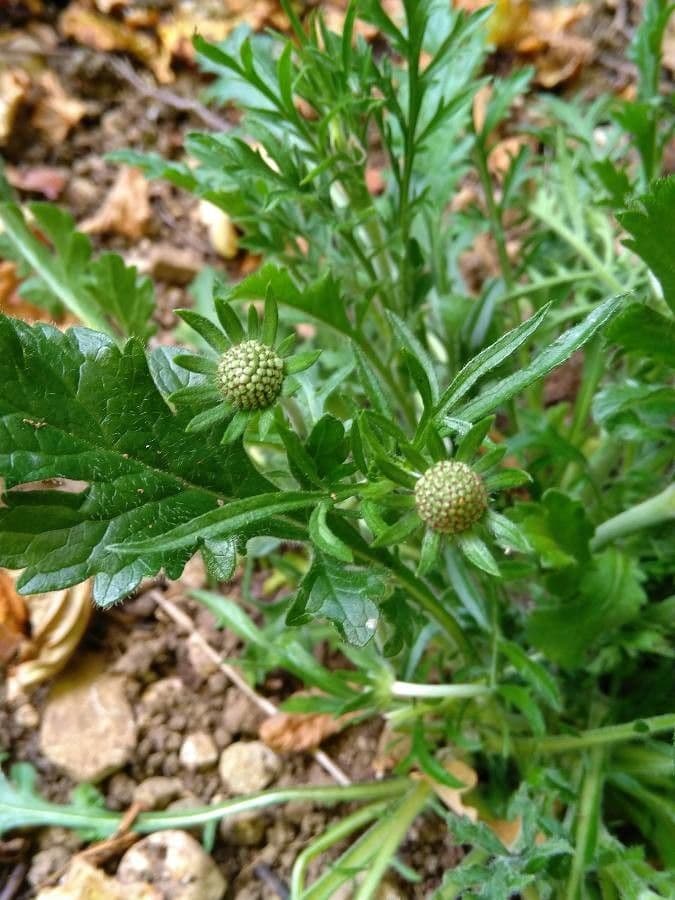 Vedovina selvatica 28
