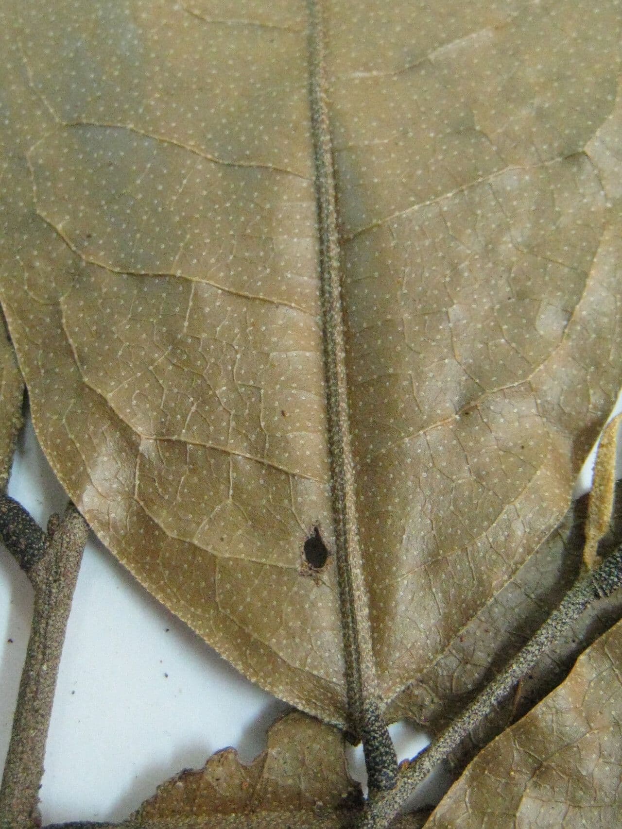 Duguetia calycina 13