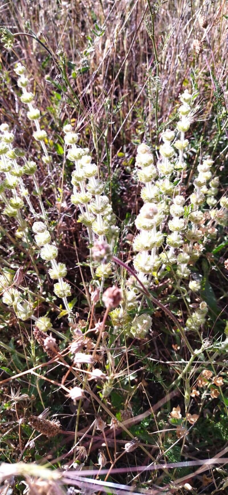 Sideritis hirsuta