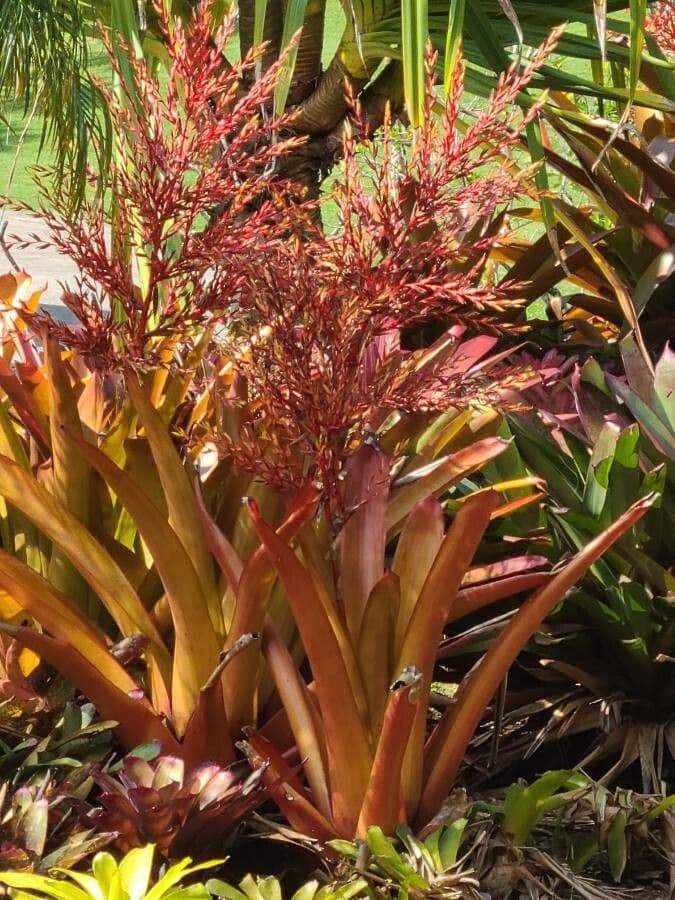 Aechmea 6