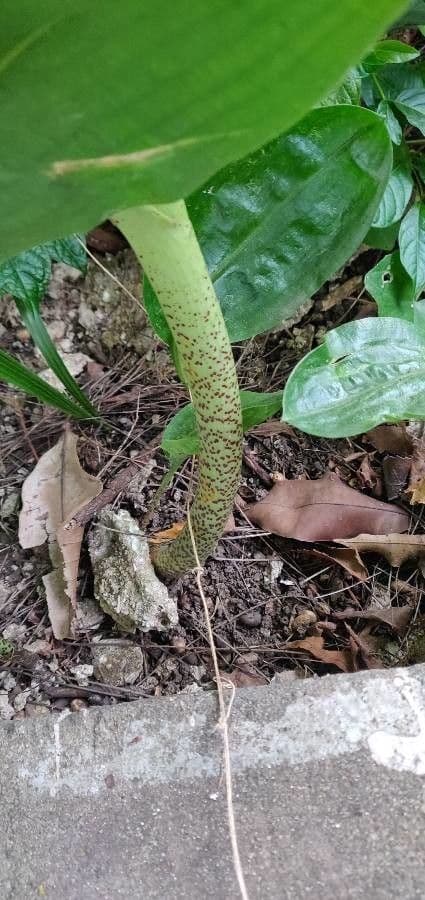 Scadoxus 21