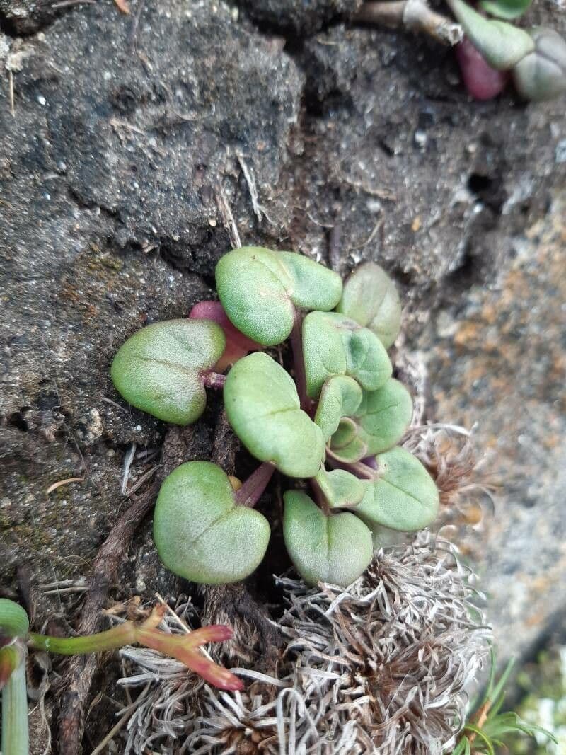 Cymbalaria pallida 13