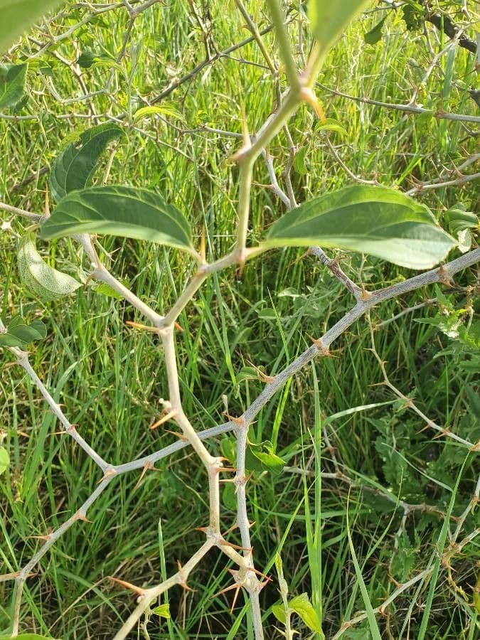 Giuggiolo spinoso 27
