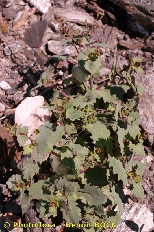 Senecio giallo 8