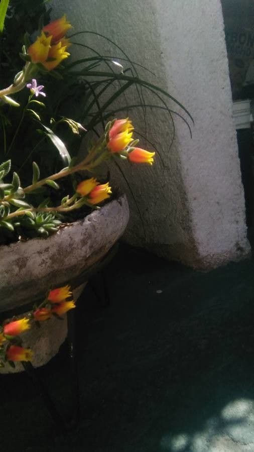 Echeveria 3