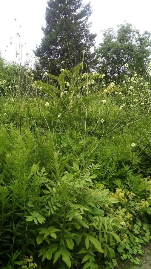 Giant-scabious 22