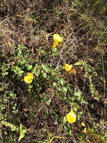 Aureolaria grandiflora 17