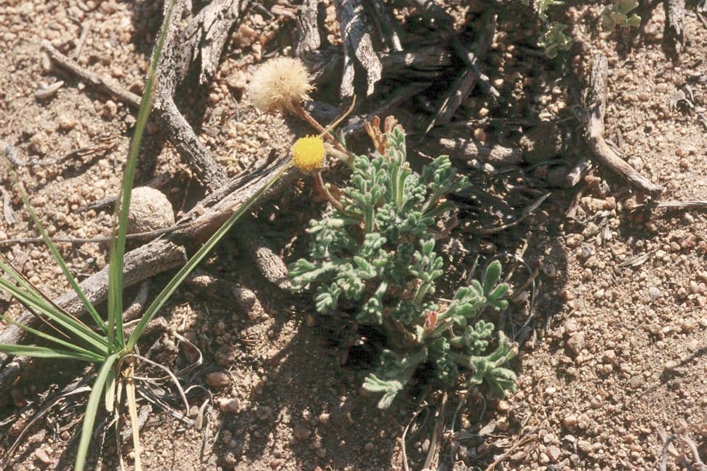 Erigeron composto 10
