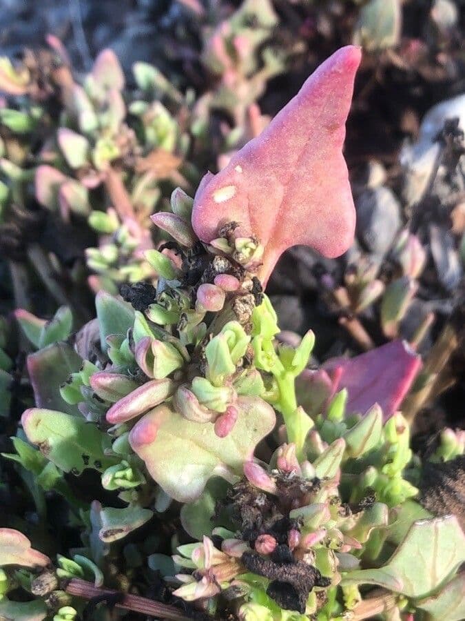 Patellifolia 15