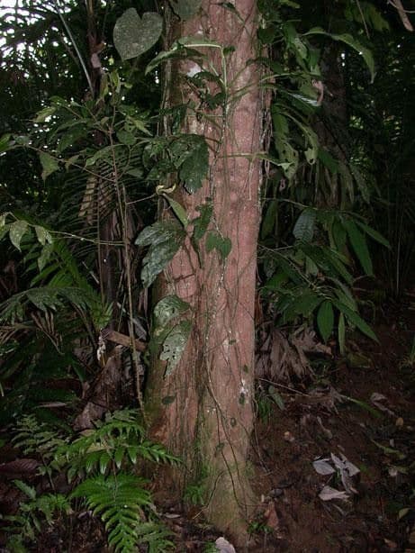 Pourouma bicolor 20