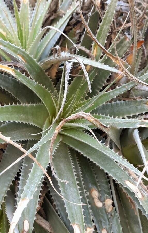 Deuterocohnia 10