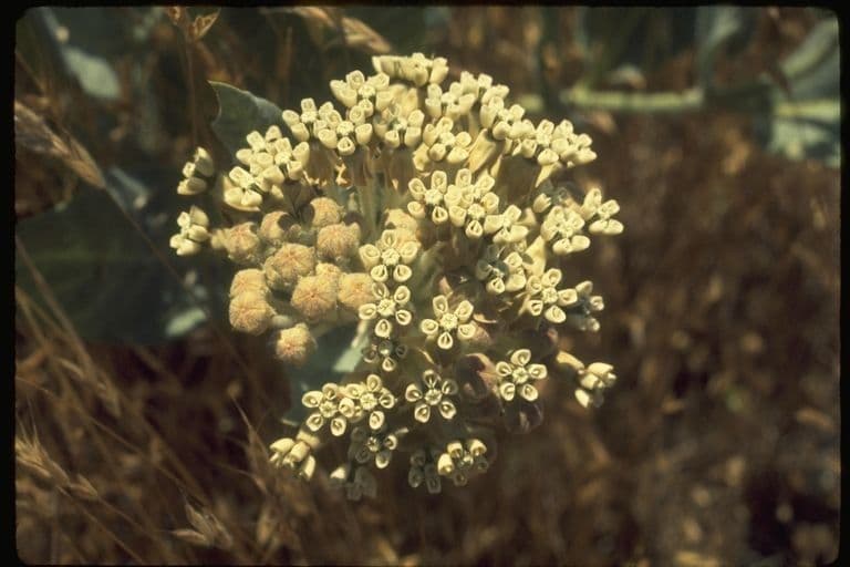 Asclepias 2