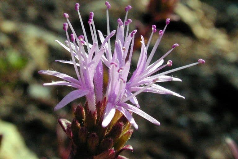 Monardella purpurea 6