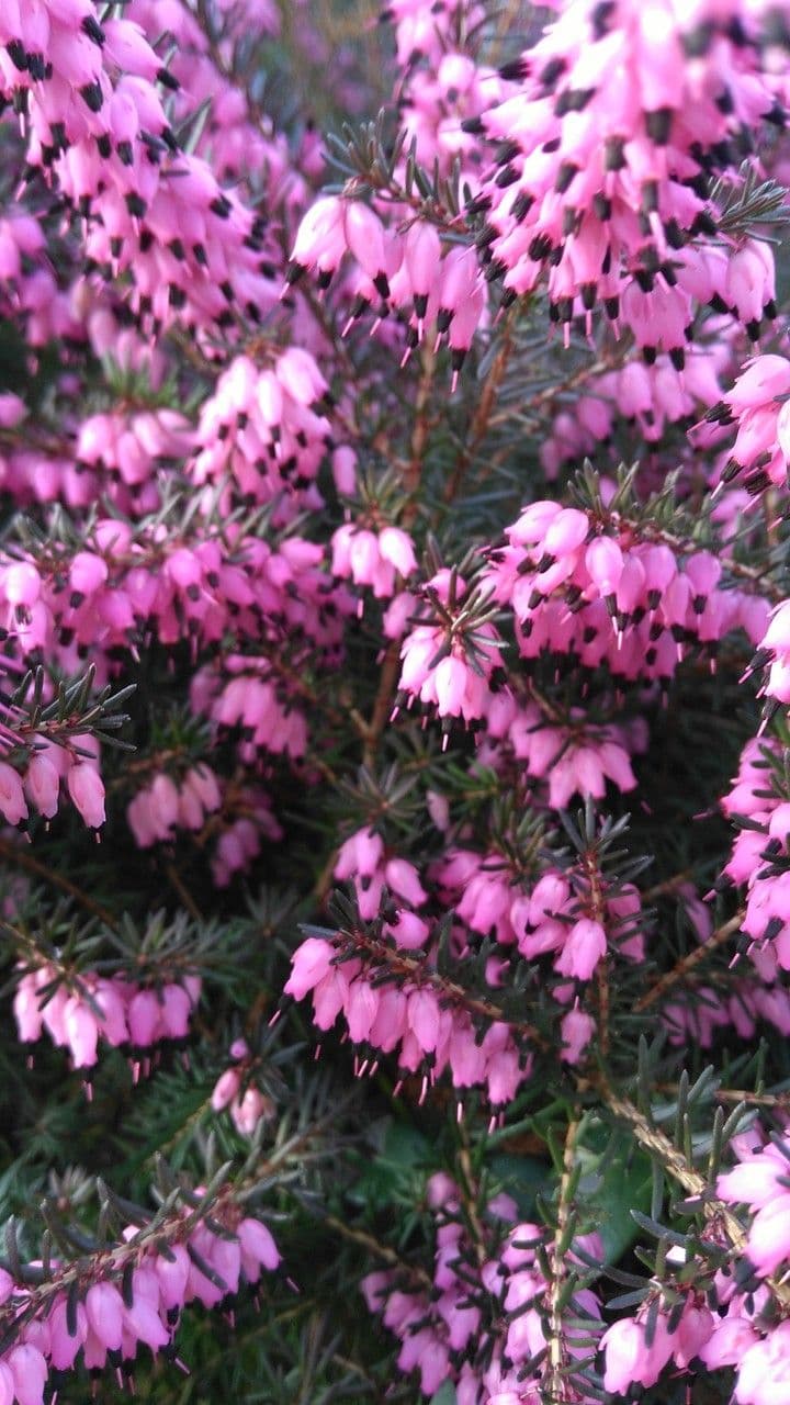 Erica herbacea 8