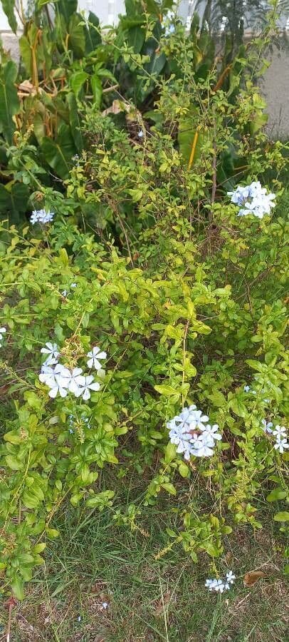 Plumbago zeylanica 7