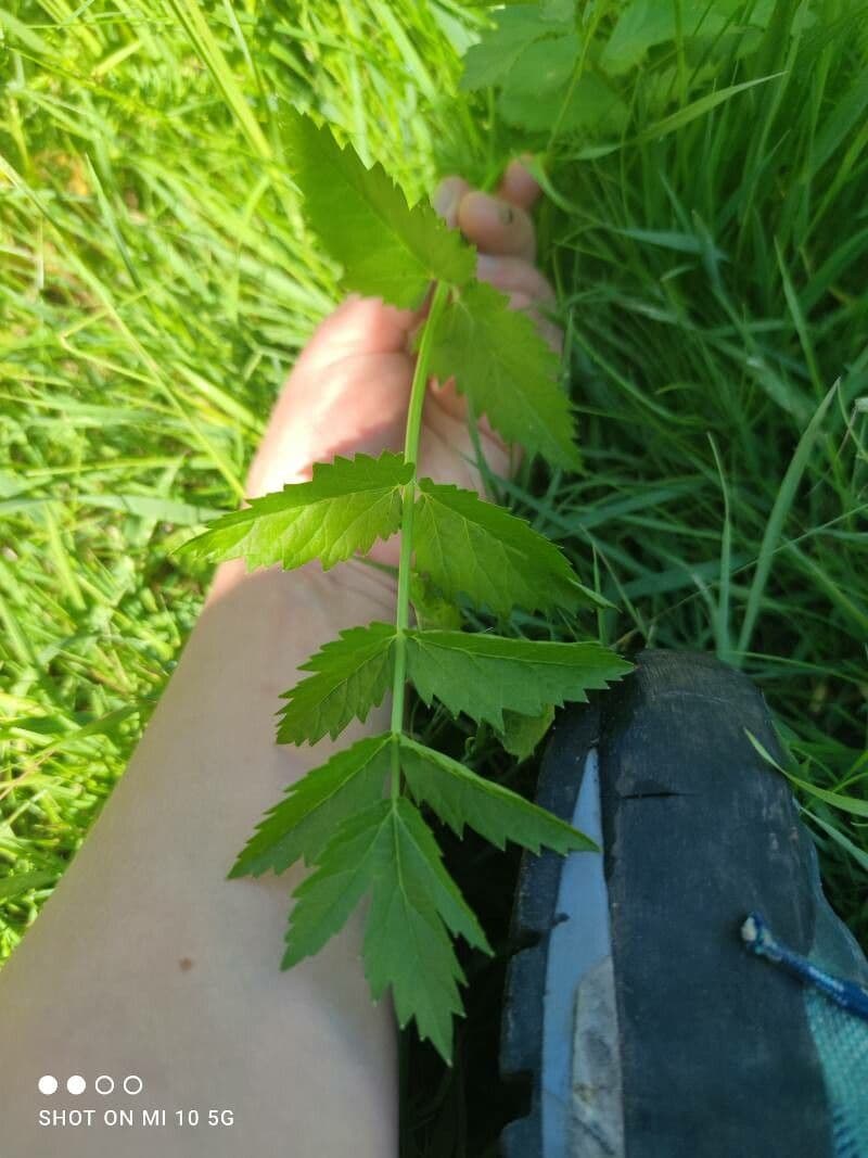 Große Bibernelle 17