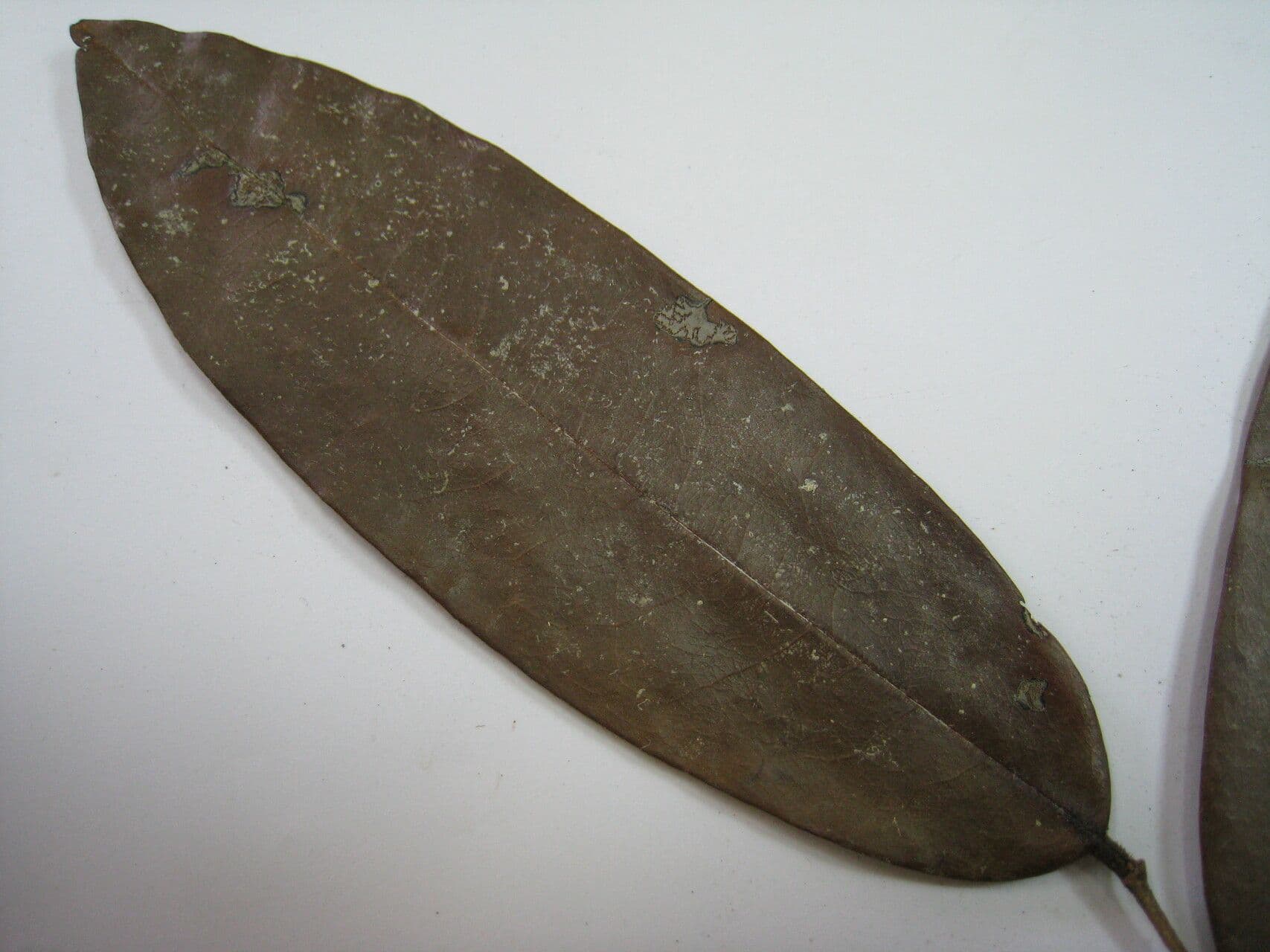 Xylopia 7