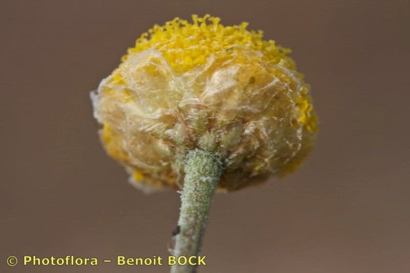 Camomilla romana 4