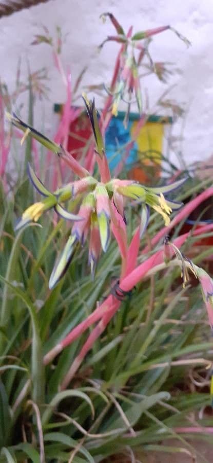 Billbergia pendula 14