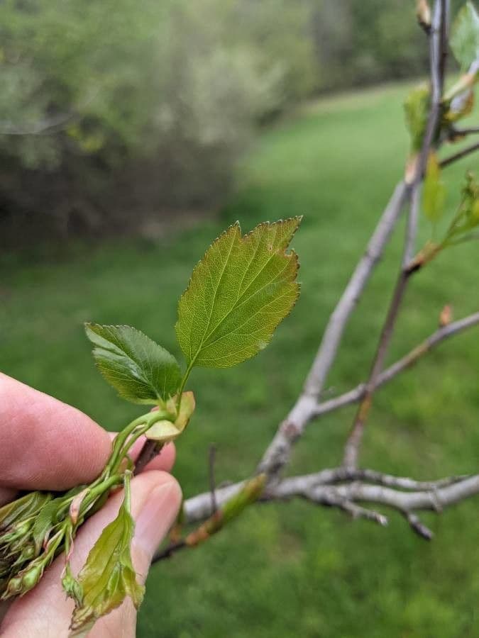 Grüner Weißdorn 5