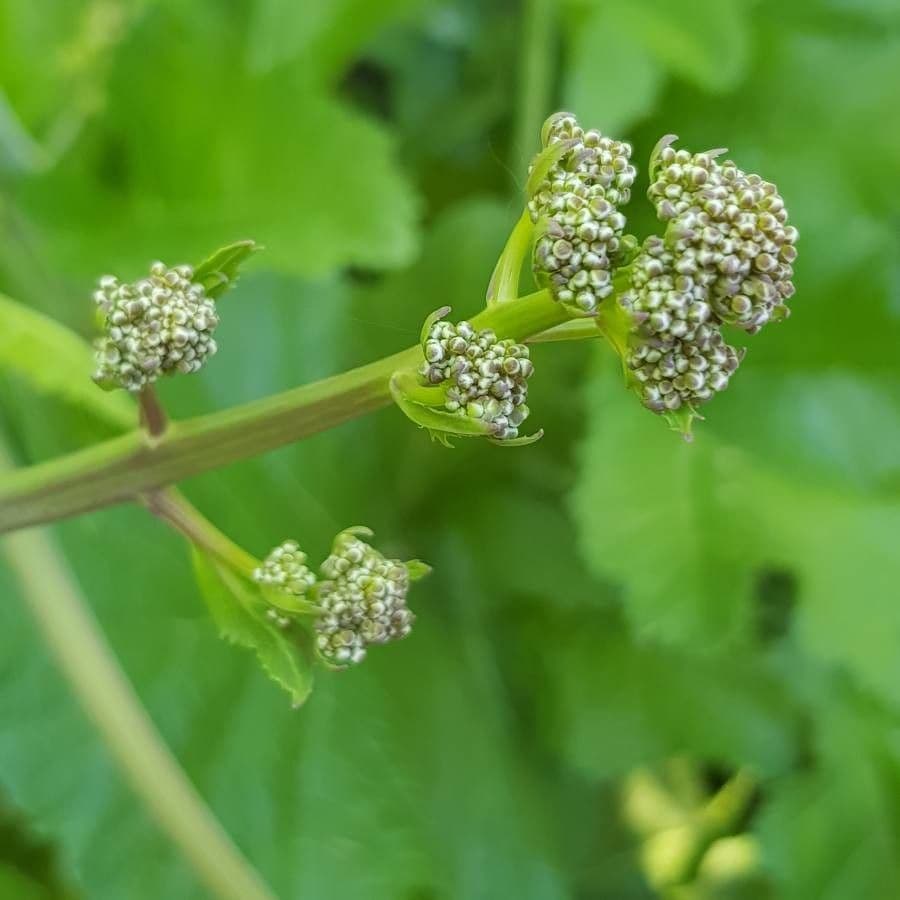 Krabilice 2
