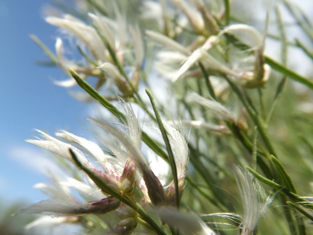 Baccharis neglecta 4