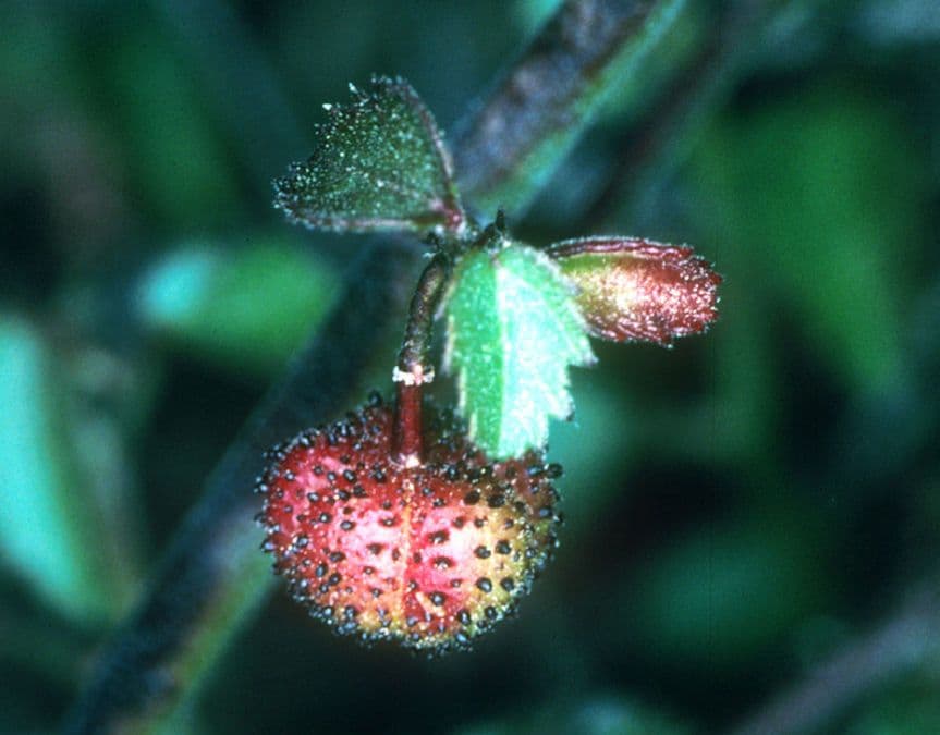 Ayenia compatta 9