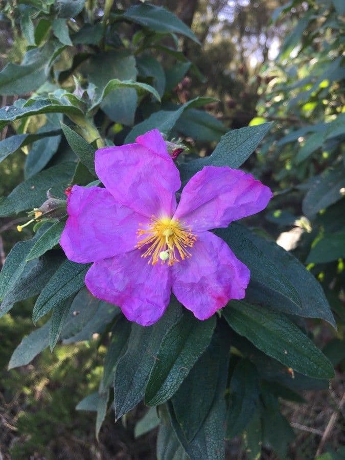 Cistus 9